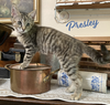 adoptable Cat in Houston, TX named Presley #road-warrior