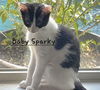 adoptable Cat in Sugar Land, TX named Baby Sparky #litter-of-10
