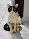 Baby Sparky #litter-of-10 - Photo 1