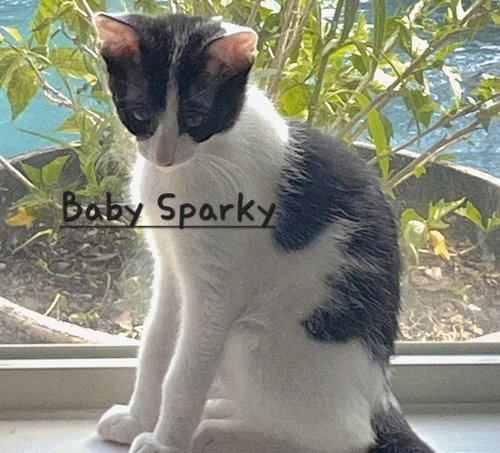 BABY SPARKY #LITTER-OF-10 - Domestic Short Hair available for adoption