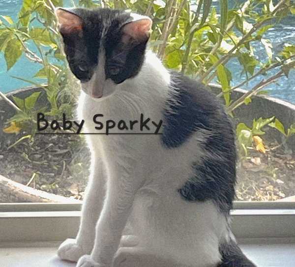 Baby Sparky #litter-of-10