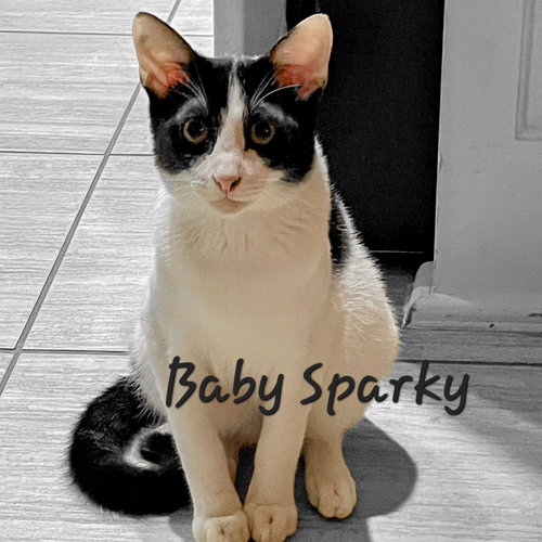 Baby Sparky #litter-of-10, an adoptable Domestic Short Hair in HOUSTON, TX