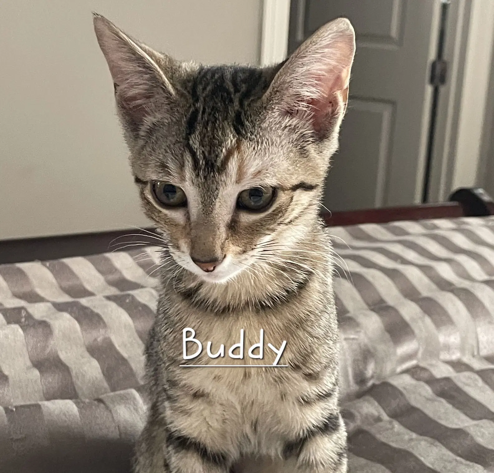 Buddy Litter-Of- - Tabby