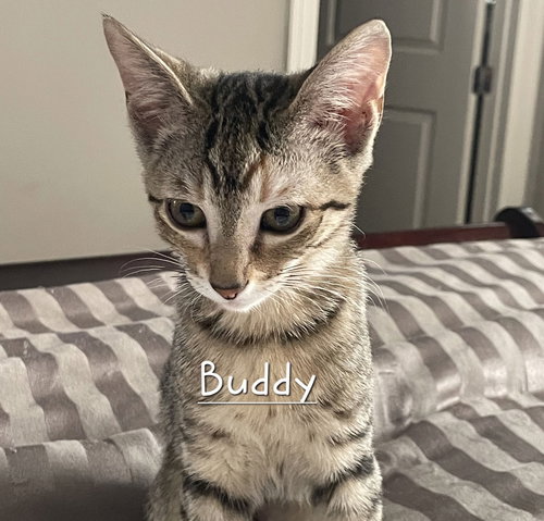 BUDDY #LITTER-OF-10 - Tabby available for adoption