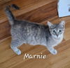 adoptable Cat in Sugar Land, TX named Marnie #grey-goddess
