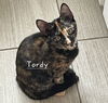 adoptable Cat in Sugar Land, TX named Tordy #litter-of-10