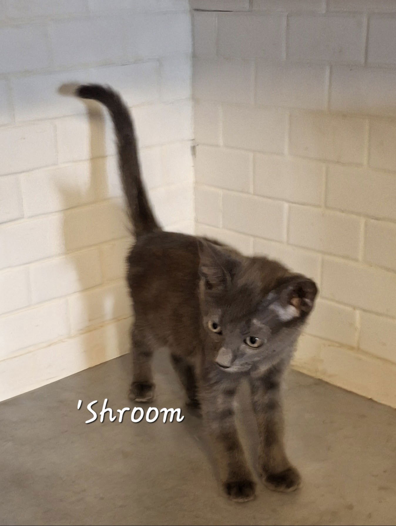adoptable Cat in Sugar Land, TX named Shroom #tiny-survivor