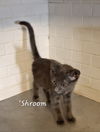 adoptable Cat in Sugar Land, TX named Shroom #tiny-survivor