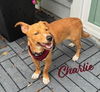 adoptable Dog in houston, TX named Charlie #brother-of-Cleo