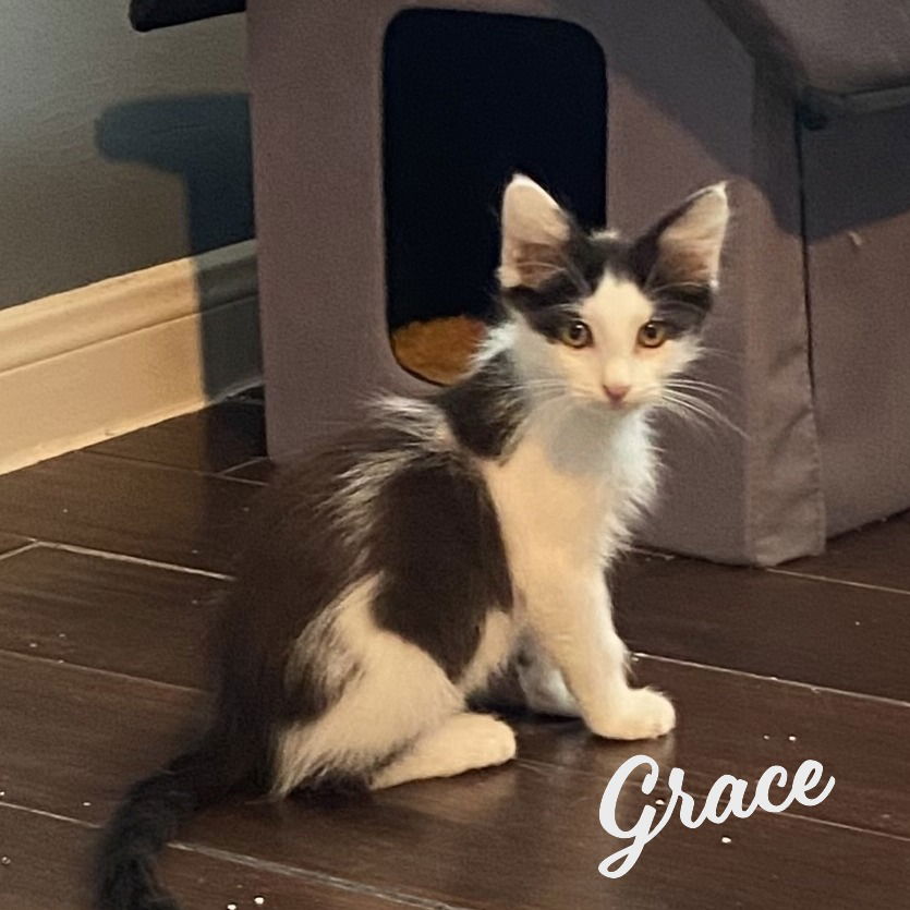 adoptable Cat in Houston, TX named Grace #precious-diva