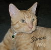 adoptable Cat in  named Simon #potato-chipper