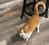 adoptable Cat in  named Gaspar #the-biscuit-boss