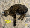 adoptable Cat in  named Tilly #adventurous-aristocat