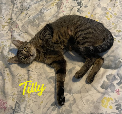 TILLY #ADVENTUROUS-ARISTOCAT - Tabby / Domestic Short Hair available for adoption