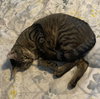 Tilly #adventurous-aristocat - Photo 6