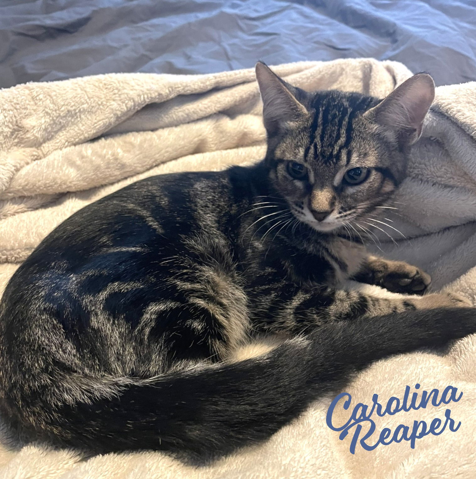 adoptable Cat in Houston, TX named Carolina Reaper #pepper-posse