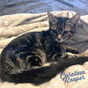 adoptable Cat in  named Carolina Reaper #pepper-posse