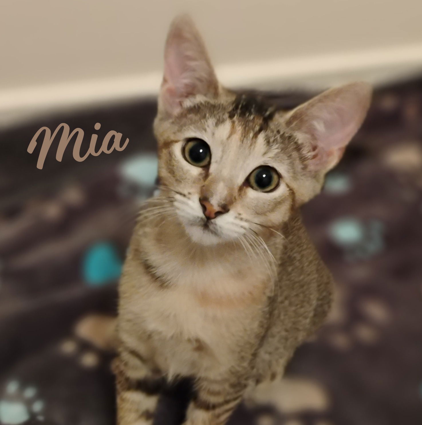 adoptable Cat in Houston, TX named Mia #sister-of-Bella
