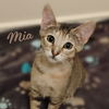 adoptable Cat in  named Mia #sister-of-Bella