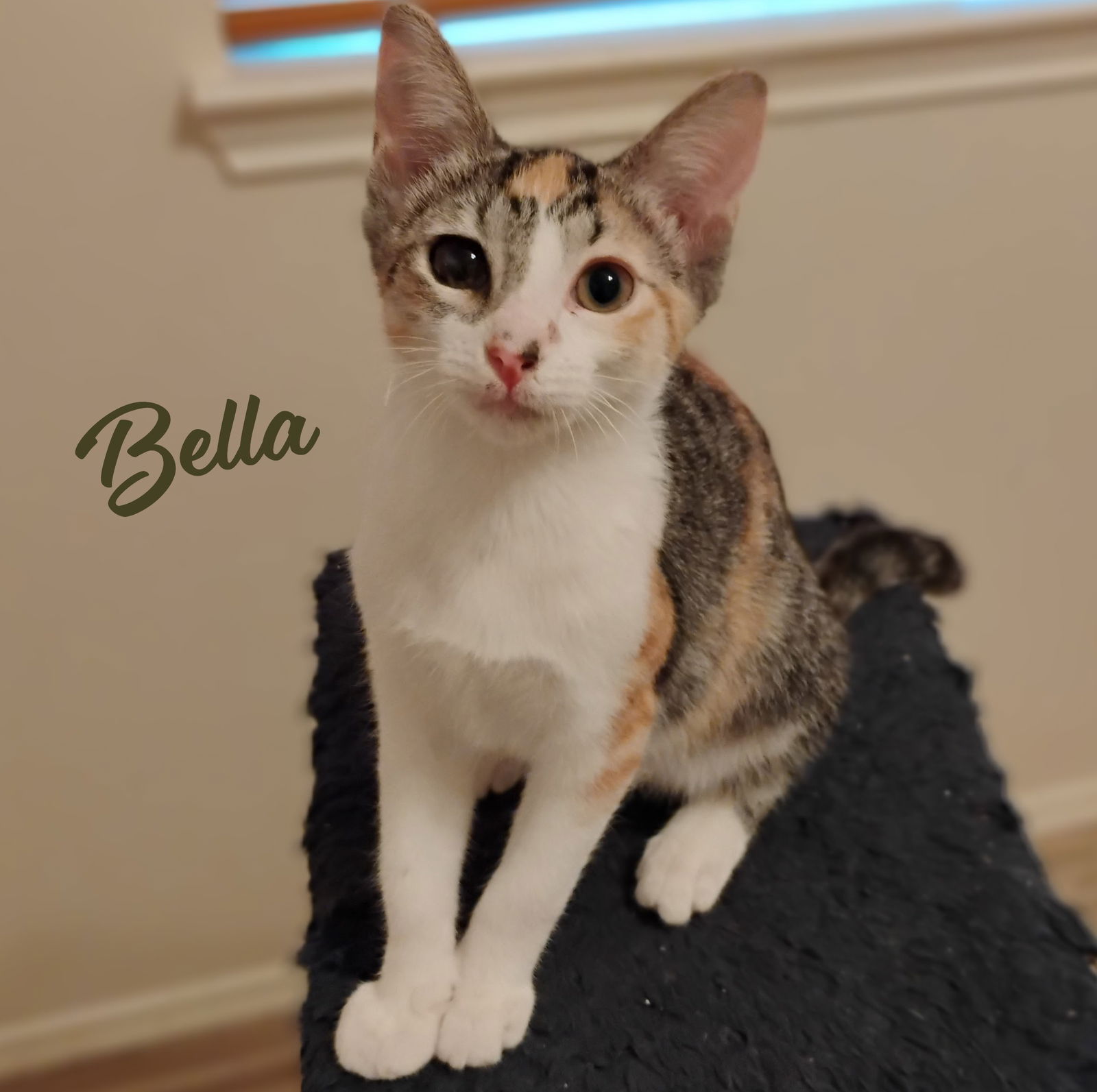 adoptable Cat in Houston, TX named Bella #sister-of Mia