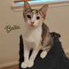 adoptable Cat in  named Bella #sister-of Mia