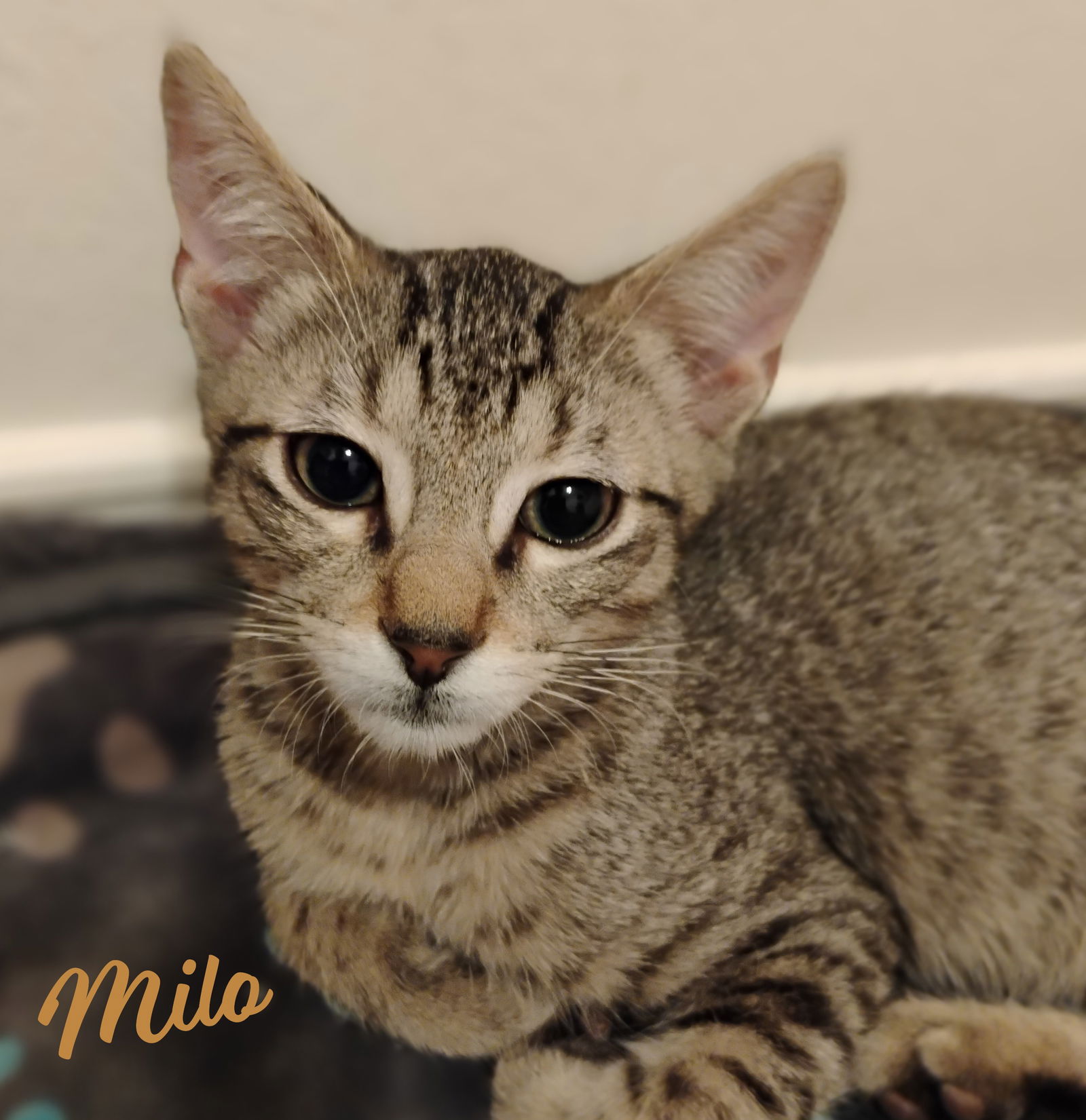 adoptable Cat in Houston, TX named Milo #lovey-dovey