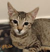 adoptable Cat in  named Milo #lovey-dovey