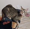 Milo #lovey-dovey - Photo 1