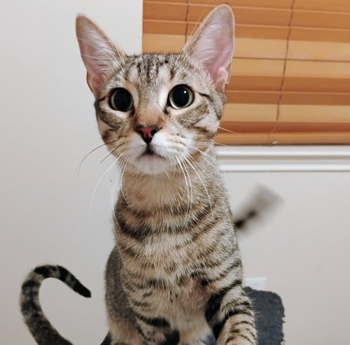 MILO #LOVEY-DOVEY - Tabby / Domestic Short Hair available for adoption