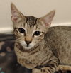 Milo #lovey-dovey - Photo 3