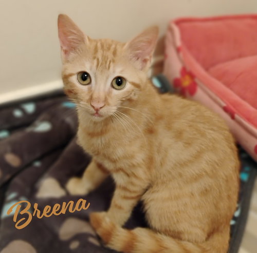 Breena #little-girl-big-opera-voice, an adoptable Tabby in HOUSTON, TX
