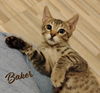 adoptable Cat in  named Baker #expert-biscuit-maker