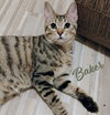 Baker #expert-biscuit-maker - Photo 1