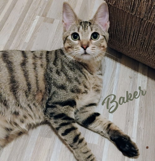 BAKER #EXPERT-BISCUIT-MAKER - Tabby / Domestic Short Hair available for adoption