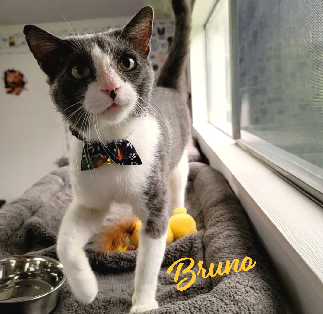 adoptable Cat in Houston, TX named Bruno #loving-goofball