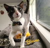 adoptable Cat in houston, TX named Bruno #loving-goofball
