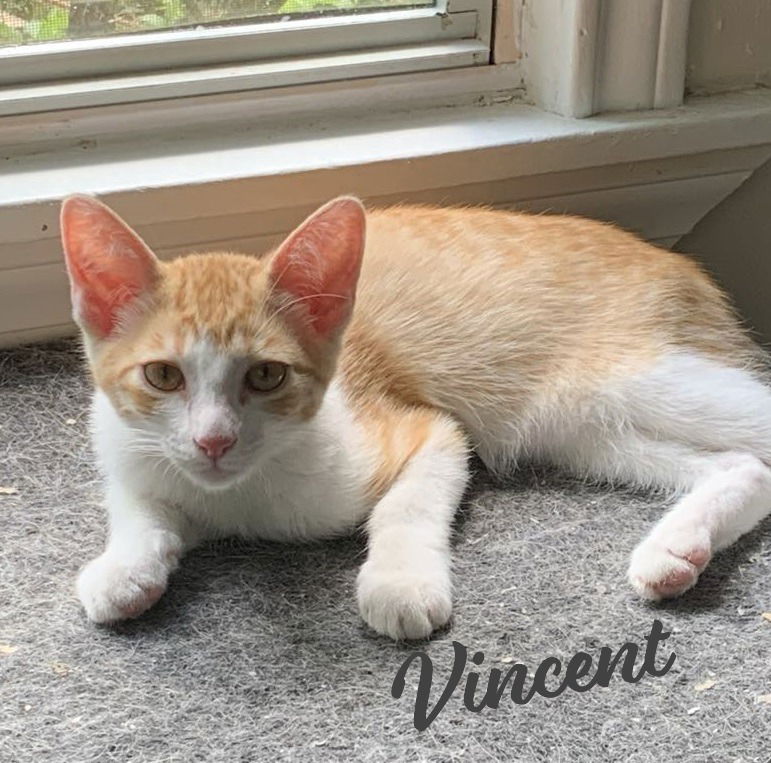 adoptable Cat in Houston, TX named Vincent Van Gato #artist-colony