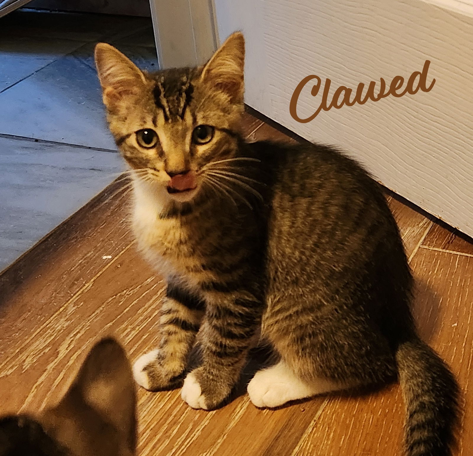 adoptable Cat in Houston, TX named Clawed Monet #artist-colony