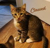 adoptable Cat in  named Clawed Monet #artist-colony