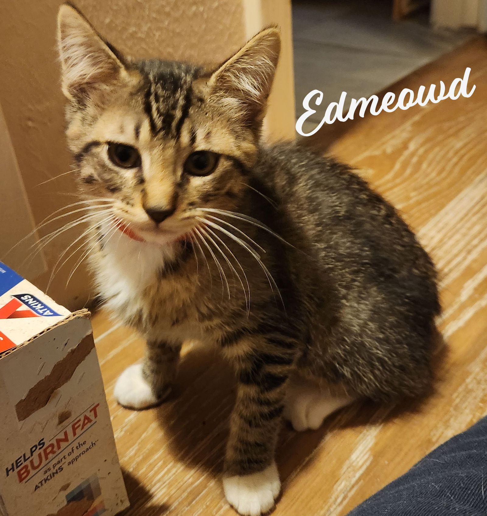 adoptable Cat in Houston, TX named Edmeowd Manet #artist-colony