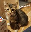 adoptable Cat in  named Edmeowd Manet #artist-colony