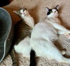 Winter #loves-belly-rubs - Photo 8