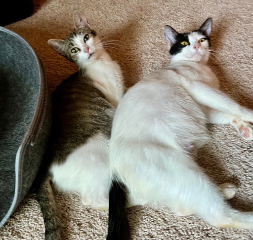 Photo of Winter #loves-belly-rubs