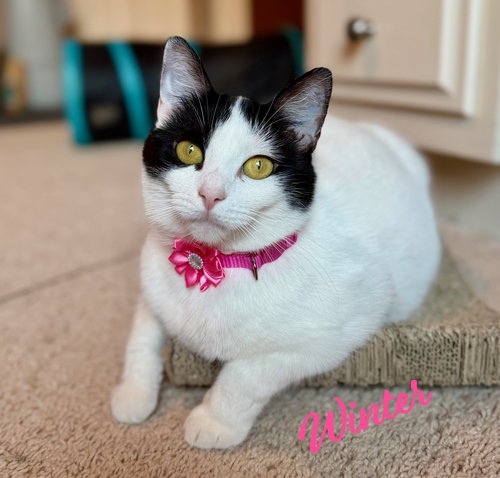 WINTER #LOVES-BELLY-RUBS - Turkish Van available for adoption