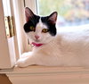 Winter #loves-belly-rubs - Photo 3