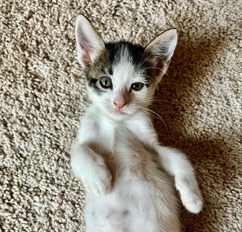 Photo of Snow #one-big-happy-litter