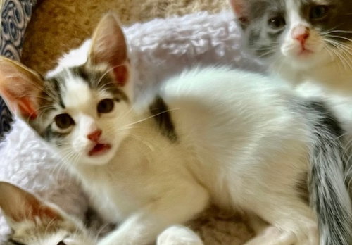 Photo of Snow #one-big-happy-litter
