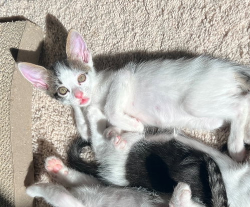 Photo of Snow #one-big-happy-litter