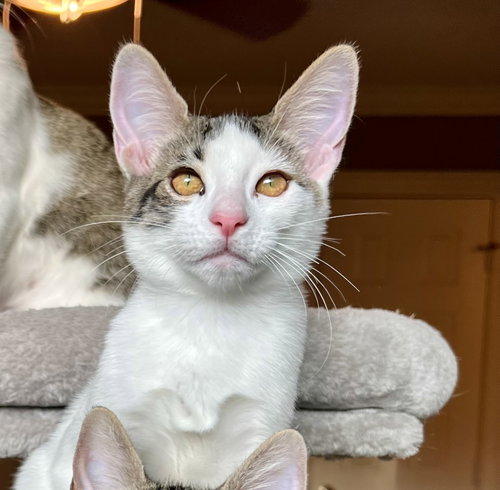 Photo of Snow #one-big-happy-litter