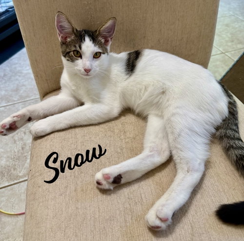 Photo of Snow #one-big-happy-litter